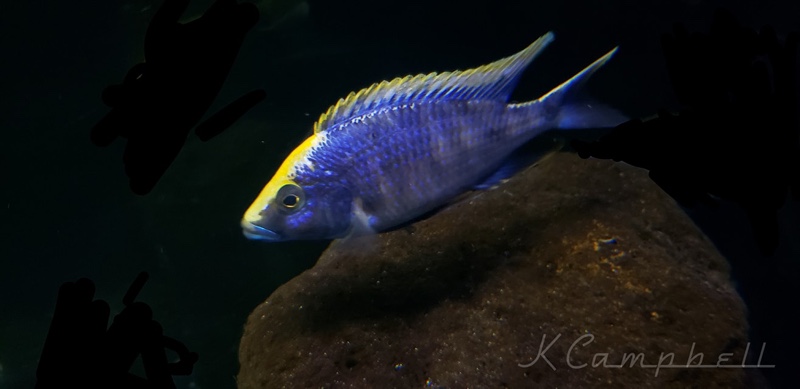 Otopharynx lithobates 'Zimbawe Rock'